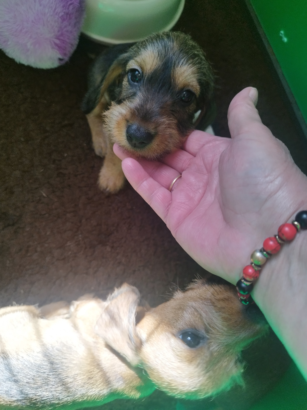 Lutin's Of Ticraie - Chiots disponibles - Teckel poil dur