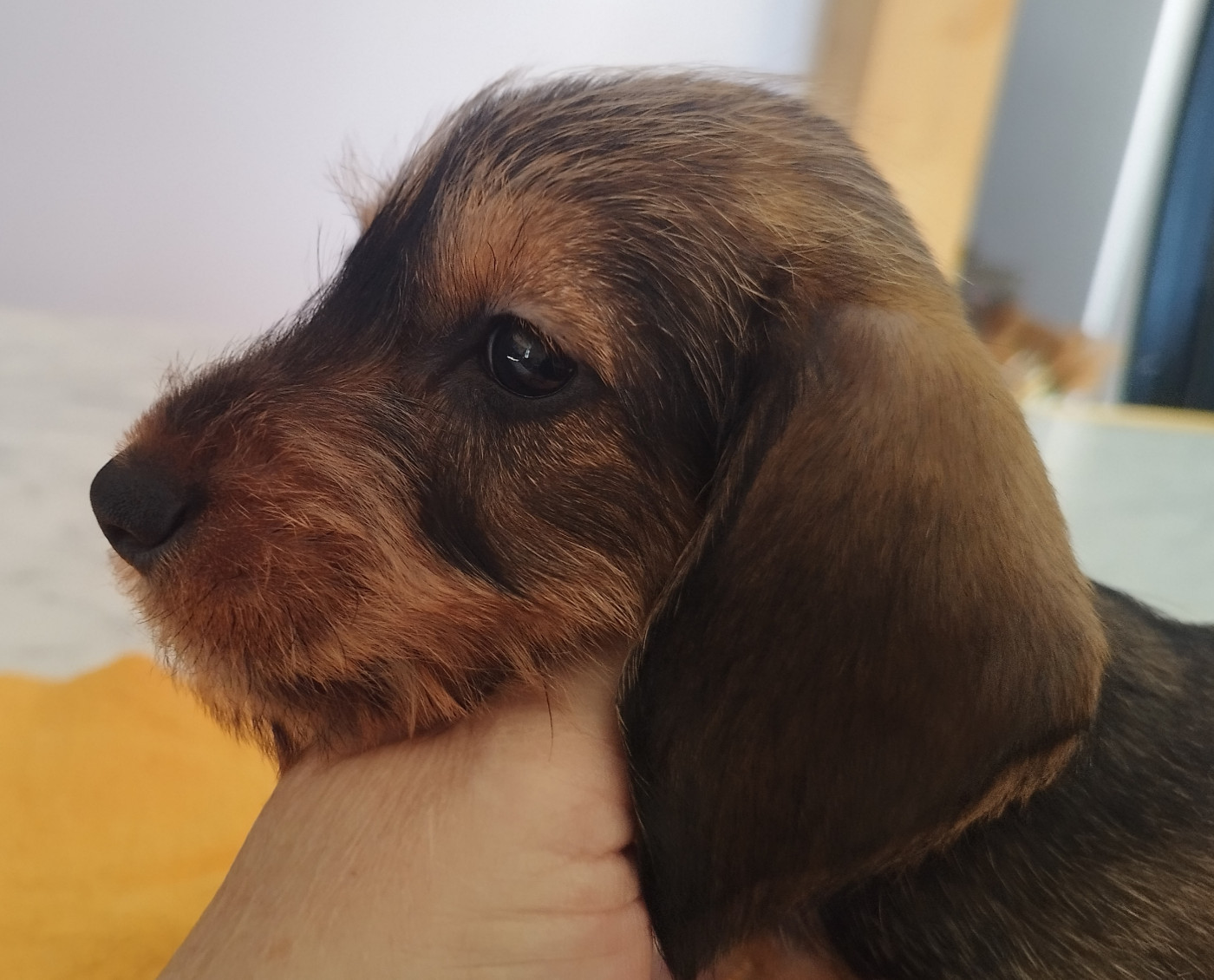 Lutin's Of Ticraie - Chiots disponibles - Teckel poil dur