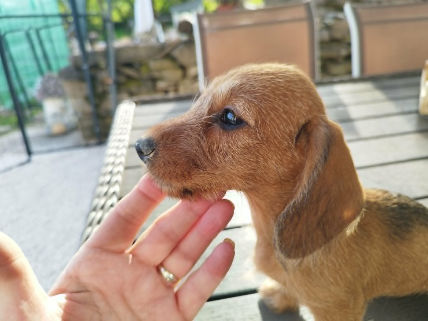 Lutin's Of Ticraie - Chiots disponibles - Teckel poil dur