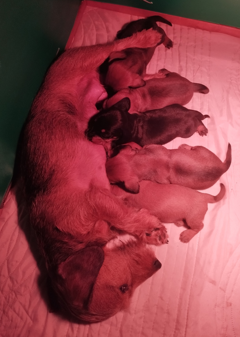 Chiot Teckel poil dur Lutin's Of Ticraie